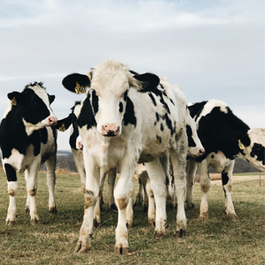 Veterinary Practice Uses Lug-All Cable Hoists for Dairy Services