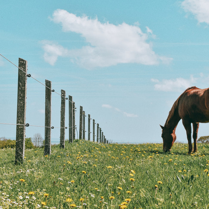 Lug-All Spotlight - Long Branch Run Ranch